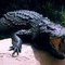 BlackCrocodile