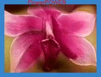 #mustsee#pikjokesolomeGIF#flowerPOWER#sexhumor