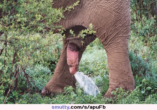 Animal Elephant Elephantcock Cum Cumming Cumshot.