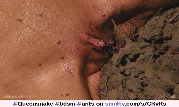 Pussy Torture With Ant - Submissive Ant Torture | SexiezPix Web Porn