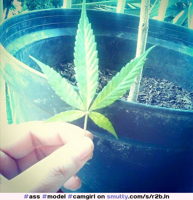 My plant ;) #ass #model #camgirl #liveoncam #horny #squirt #pussy #cumshot #cum #anal #weed #smoke #ganja #marijuana