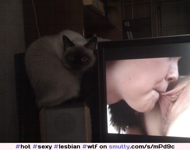 #hot #sexy #lesbian #wtf #pussylicking #cunnilingus #cat #funny