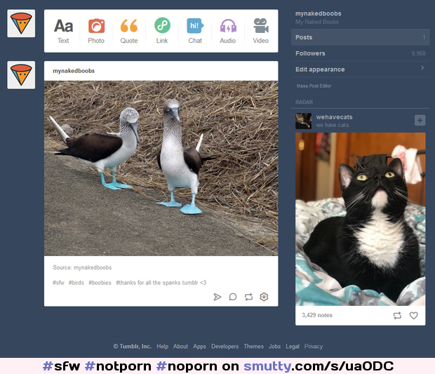 Meanwhile on tumblr    #sfw #notporn #noporn #boobies #boobs #pairofboobs #birds #cats #tumblr