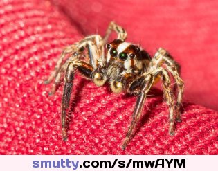 An Entomologist Explains Why You Should Not Kill Spiders in Your Home  | Alternet